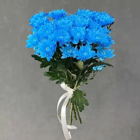 Букет из 5 синих хризантем